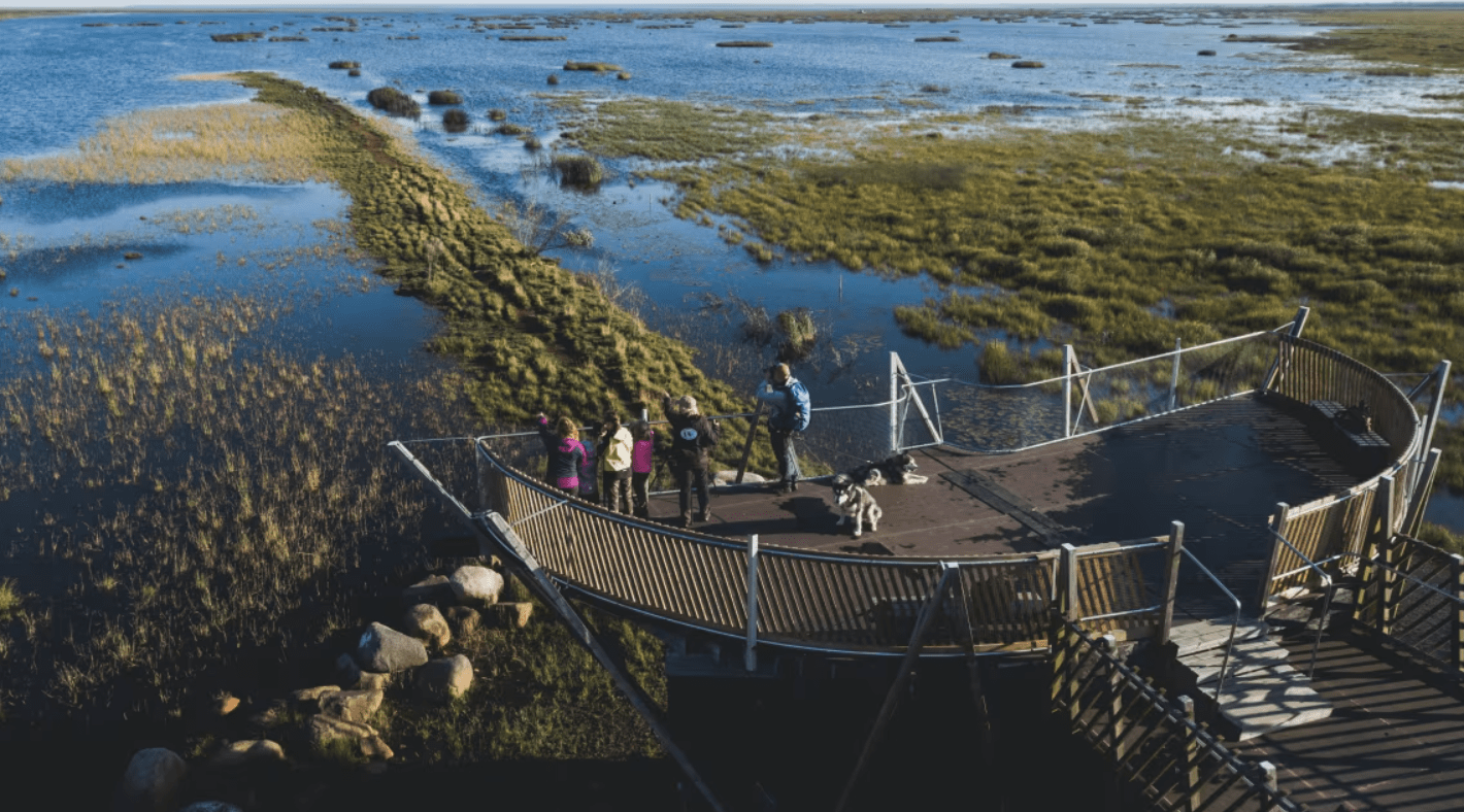 Birdwatching in Liminka Bay: Finland’s Best Spot for Migratory Birds